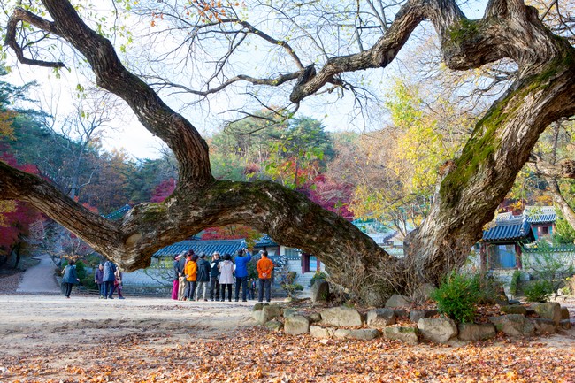 전통과 예절을 고스란히 간직한 도시 안동! (1박2일)